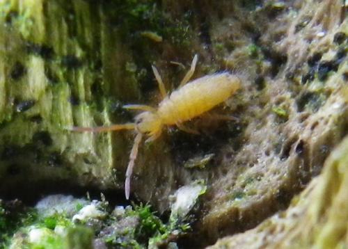 Entomobrya nicoleti
