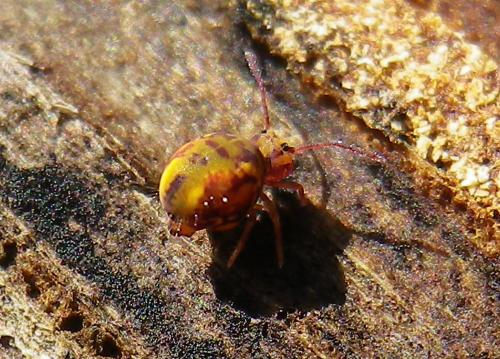 Dicyrtomina ornata