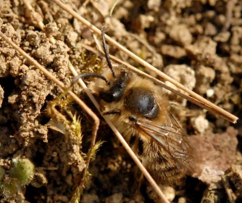 Andrena sp.