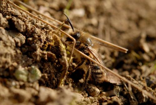 Réf. 138 116 : Andrena sp.