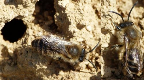 Réf. 138 559 : Colletes cunicularius
