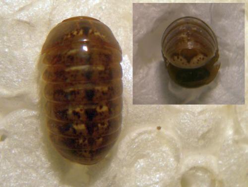Glomeris klugii