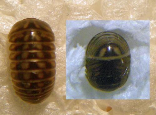 Glomeris marginata