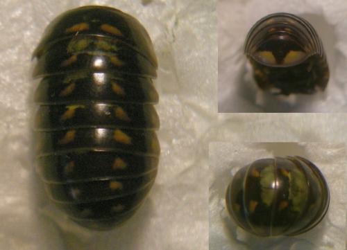 Glomeris valesiaca