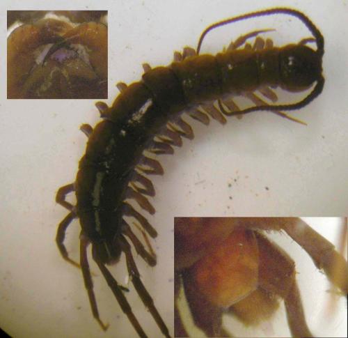 Réf. 138 457 : Lithobius piceus piceus