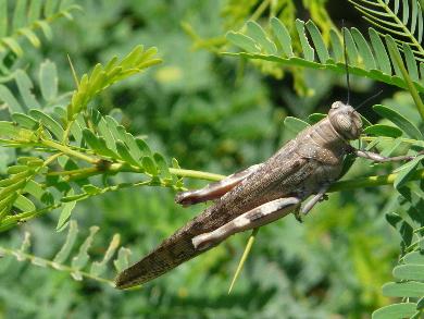 Anacridium melanorhodon