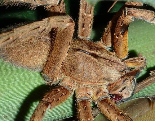 Phoneutria sp.