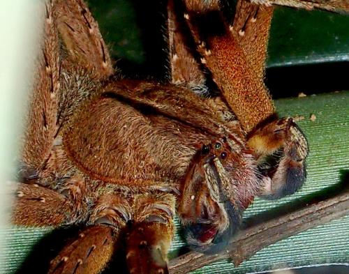 Phoneutria sp.