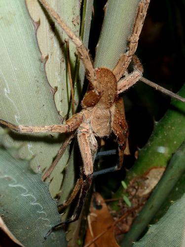 Phoneutria sp.