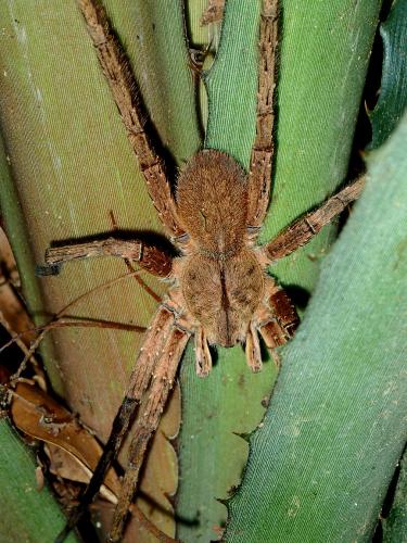 Phoneutria sp.