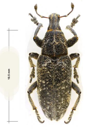 Cyphocleonus dealbatus