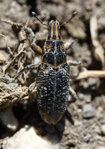 Cyphocleonus dealbatus
