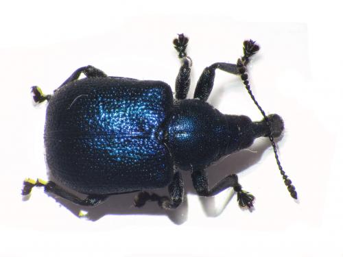 Byctiscus betulae