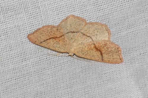 Réf. 138 646 : Cyclophora punctaria