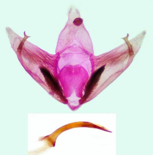 Depressaria douglasella