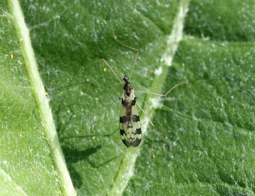 Dicranomyia ornata