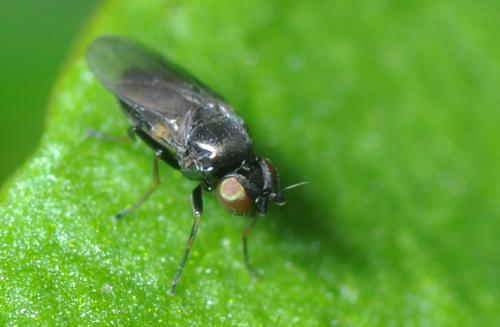 Oscinella sp.