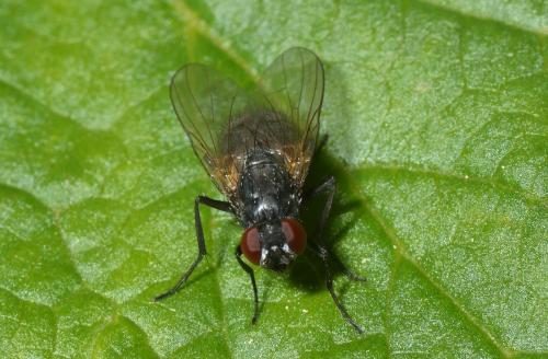 Réf. 138 885 : Hydrotaea sp.
