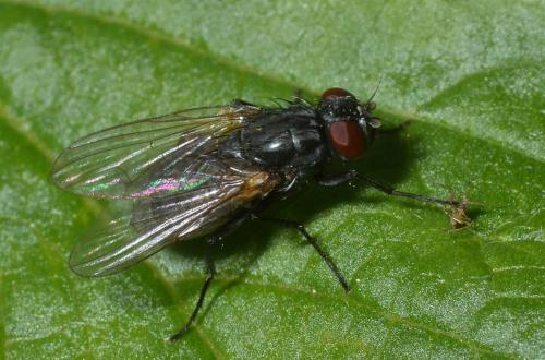 Réf. 138 886 : Hydrotaea sp.