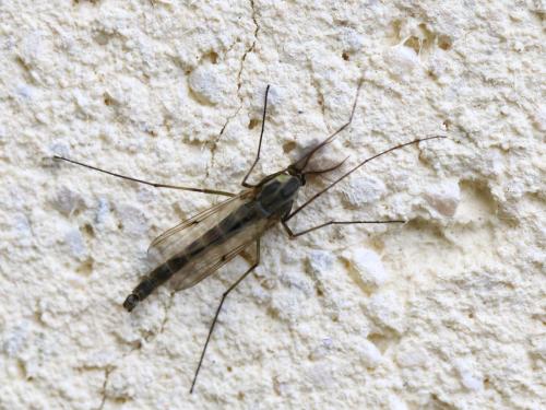 Chironomus sp.