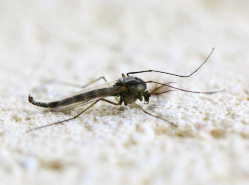 Chironomus sp.