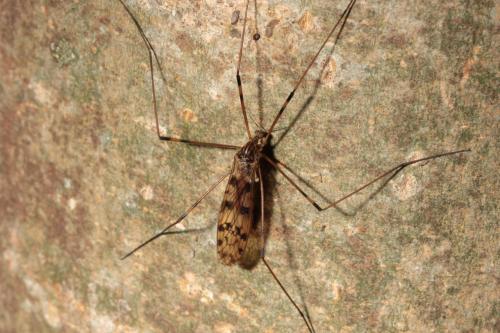 Réf. 138 567 : Metalimnobia quadrimaculata