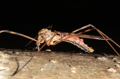 Réf. 138 568 : Metalimnobia quadrimaculata