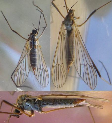 Réf. 138 805 : Erioconopa trivialis