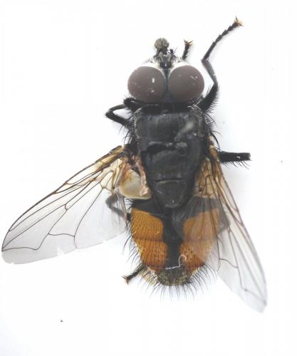 Réf. 138 162 : Musca sp.
