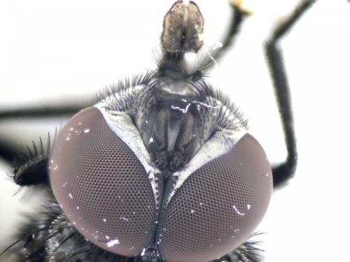 Réf. 138 310 : Musca sp.