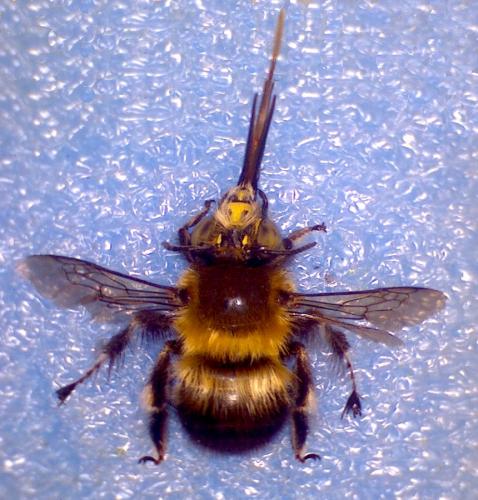 Anthophora dispar