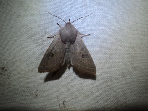 Réf. 138 565 : Orthosia gracilis