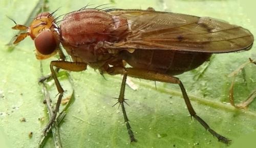 Tetanocera ferruginea