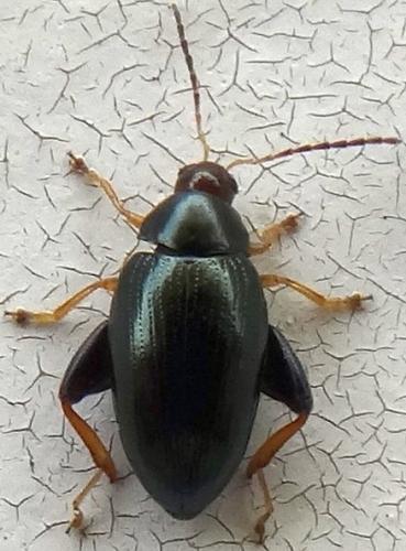 Réf. 138 050 : Psylliodes sp.
