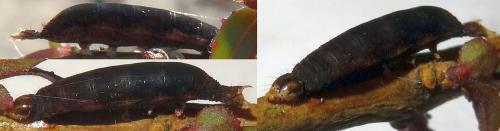 Réf. 138 435 : Aleiodes sp.