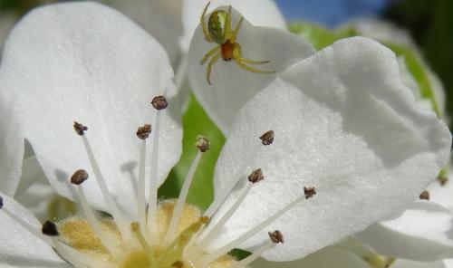 Araniella sp.