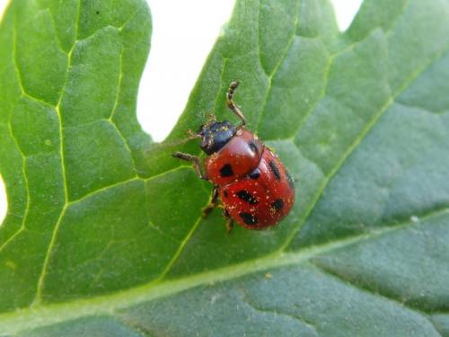 Gonioctena fornicata