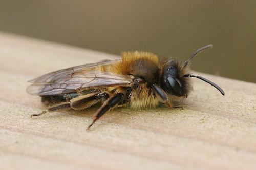Andrena sp.