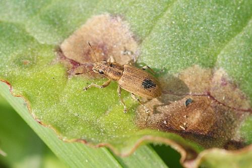 Réf. 138 027 : Sitona sp.