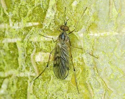 Réf. 138 376 : Sylvicola punctatus