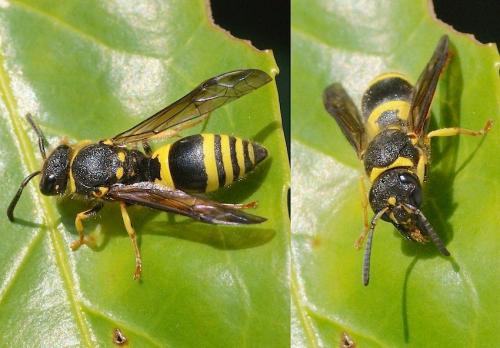 Ancistrocerus sp.