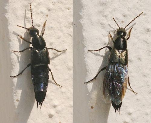 Réf. 138 132 : Philonthus sp.
