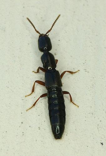 Réf. 138 183 : Xantholinus sp.