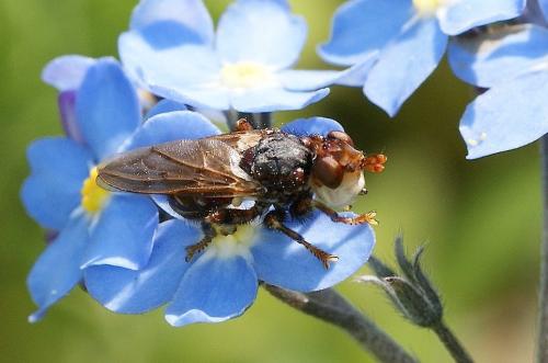 Myopa sp.