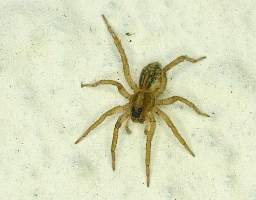 Réf. 138 482 : Trochosa sp.
