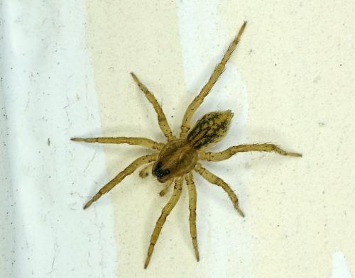 Trochosa sp.