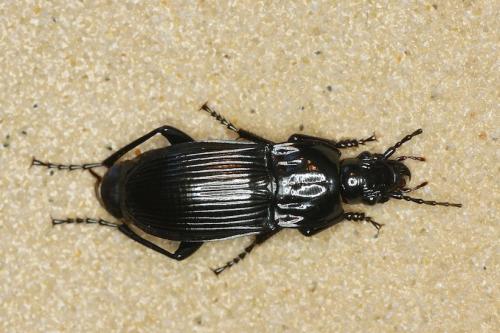 Réf. 138 964 : Abax parallelepipedus