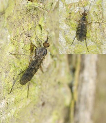 Réf. 138 340 : Sylvicola punctatus