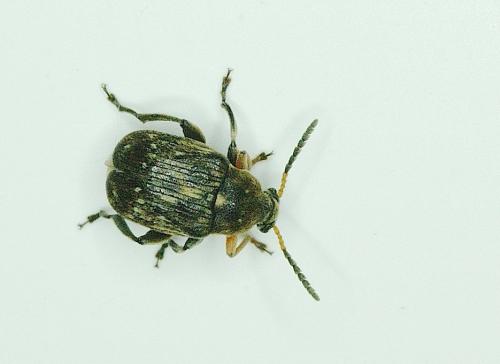 Réf. 138 329 : Bruchus sp.