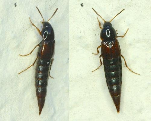 Mycetoporus sp.